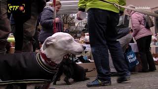 Hohe Verluste  Keine Sammelwoche und kein Weihnachtsmarkt im Tierheim [upl. by Aenel]