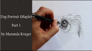 Drawing Timelapse  Dog Portrait of Maple Part 1 [upl. by Hendry]