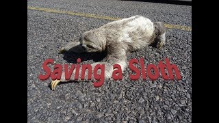 Saving a Sloth in Bahia Brazil [upl. by Ydnelg698]