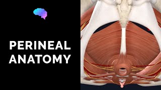 Anatomy of the Perineum 3D tutorial  UKMLA  CPSA [upl. by Ricarda]