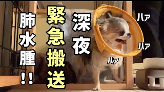 僧帽弁閉鎖不全の犬【肺水腫２回目】発作時にやったこと！夜間救急へ搬送するまでの一部始終！チワワ心臓発作 肺水腫 僧帽弁閉鎖不全症 [upl. by Ebeneser]