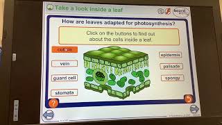 KS4GCSEBIOLOGYPhotosyntesisLeaf adaptations [upl. by Naitsirhk747]