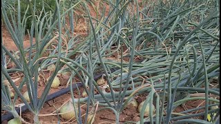 Onion Farming in Zambia 2021 Update 4 Oct 05 Pros and Cons of Hybrid Seed [upl. by Arak]