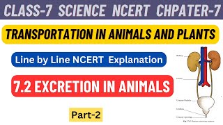 Class 7 Science Chapter 7 Transportation in Animals and Plants line by line NCERT  Part 2 [upl. by Elbring663]