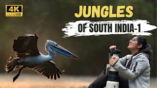 Jungle Safari in a Bus amp Boat  Into the Jungles of South India 1 4K VIDEO ATR DAY 83 84 85 86 [upl. by Harsho]