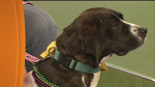 Krewe of Barkus amp Meoux Pet Parade  Feb 9th [upl. by Philbo647]