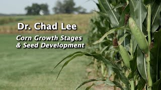 Corn Growth Stages amp Seed Development [upl. by Alben]