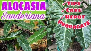 ALOCASIA SANDERIANA PROPAGATION  TIPS AND CARE  REPOT  Mabilis lang Magparami [upl. by Lora118]