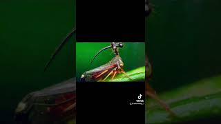 Brazilian Treehopper [upl. by Orapma]