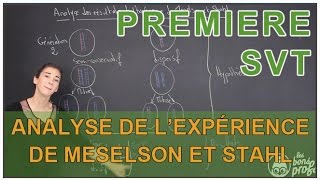 Analyse des résultats de lexpérience de Meselson amp Stahl  SVT  1ère  Les Bons Profs [upl. by Eniamrehs]