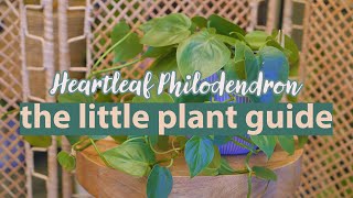 Heartleaf Philodendron Plant Guide  Philodendron Hederaceum philodendron [upl. by Keheley]