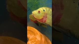 Trimac Cichlid aquarium cichlid reddevils [upl. by Josie]