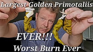 Golden Primotalii X3 Worst Burn Ever More CTH Fake News Proof [upl. by Perle]