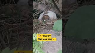 Puppy shivering 🐶 😕 viralvideo doglover puppy shivering shortvideo pets dog [upl. by Marston997]