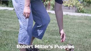 David Barkmans Yorkipoo Puppies [upl. by Prakash]