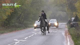 Hampshire Hunt  Causing Road Havoc [upl. by Ashraf]