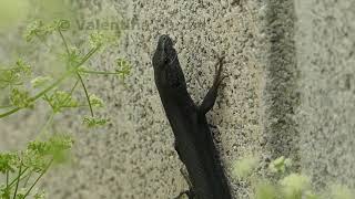 Melanistic wall lizard  Lucertola nera podarcis muralis [upl. by Tabbie]