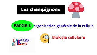 Les champignons [upl. by Enahs]