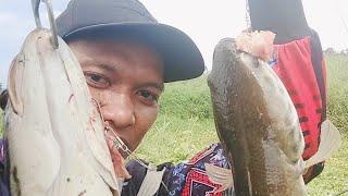 mancing Toman lagi umpan daging ayam [upl. by Anemaj]