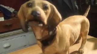 Dachshund Automaton Dog Sausage Dog [upl. by Saixela]