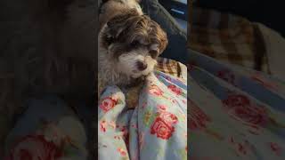 Havanese dog Coco hunts for a squeaky ball [upl. by Aihsia]