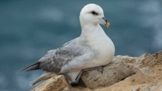 Fulmar [upl. by Bouton]