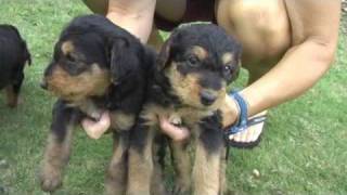 Airedale puppies  Oorang Airedale puppies [upl. by Mauldon]