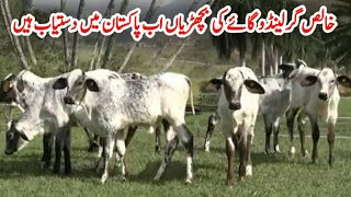 How To Buy Girlando Heifers in Pakistan  Girlando Cow Farming 127 Litters Milk per day  Gir Cow [upl. by Lussier961]