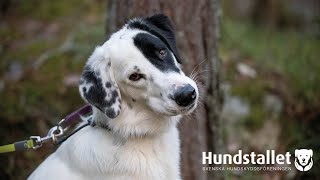 Hundstallshunden Roys resa  från rädd till nyfiken [upl. by Besnard]