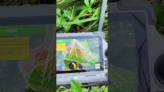 Continue eucalyptus work help eucalyptus grow drone spraying eucalyptus pest control [upl. by Nosredna]