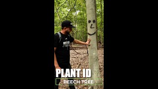 Plant Identification Beech Tree [upl. by Hahn34]