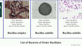 List of Bacteria of Order Bacillales bacillus staphylococcus paenibacillus vortex larvae simplex [upl. by Lajes]