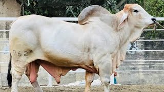 Sadeeq Agro 1Koti Takar Goru Melay Ki Kore Aro Onno Farm Theka Niye Ashche Goru l Boro Goru Gula 🐄 [upl. by Dunning220]