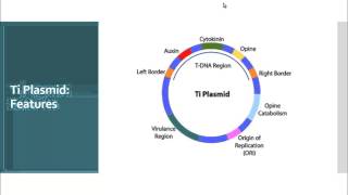 Ti Plasmid used in Agrobacterium Mediated Plant Transformation [upl. by Evvy426]