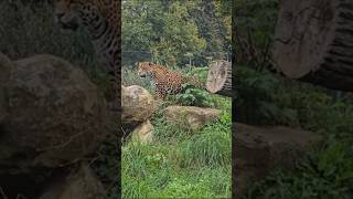 The Jaguar Is A Large Cat Species amp The Only Live Member Of Genus Panthera cat panthera safari [upl. by Ellehcer]