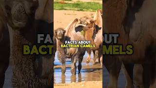 BACTRIAN CAMELS FACTS shorts short shortvideo animals facts wildlife camel subscribe [upl. by Shore]