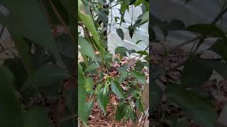 Overwintering my 10ft pablano pepper plant garden pepper overwinteringpepperplant [upl. by Atilrep]