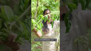 അമര കുലകുത്തി പിടിക്കാൻ  Amara Payar  Minis Lifestyle [upl. by Alyn]