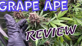 Heirloom Strain By Purple Caper Seeds 420 Grow cannabis [upl. by Obmar]