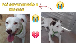 Meu Cachorro Foi Envenenado Momento Difícil😭💔😭💔 [upl. by Erlene]