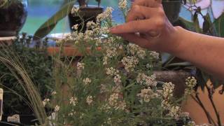 Flower Gardens  How to Grow Sweet Alyssum Lobularia Maritima [upl. by Ileane]