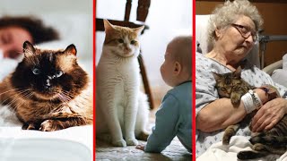 Top 10 Most Loyal Cat Breeds [upl. by Hsirt]