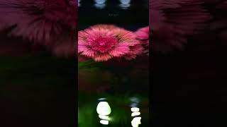 Cabomba Furcata fishtank waterplant aquaticplant relaxingmusic [upl. by Haneekas410]