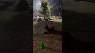 Dutch Shepherd Training For PDC PSA competition dogtraining dogs doglover psa india trending [upl. by Noswad]