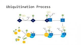 Ubiquitination Post translational modification series [upl. by Norrat244]