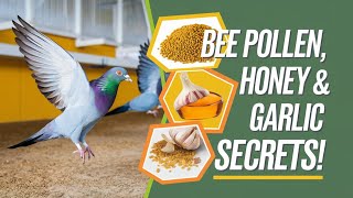 Natural Feeding Tips for Racing Pigeons Boost Performance with Bee Pollen Honey and Garlic [upl. by Crifasi296]