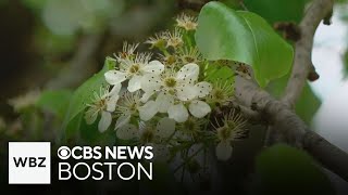 Callery pear tree may be banned in Massachusetts [upl. by Nivalc239]