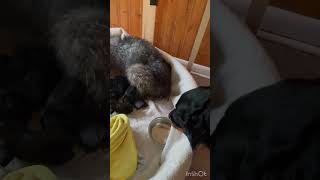 Porter meets his puppies for the 1st time homesteading puppies labradoodles whelping retriever [upl. by Eilasor313]