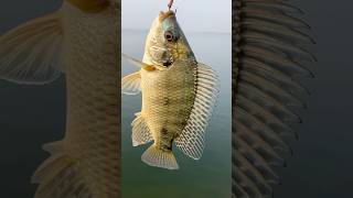 Do subscribe 👍tilapia fishing hyderabadivlogs viralshorts baamfishing [upl. by Newcomb]