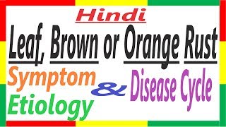 Leaf Brown or Orange Rust of Wheat Symptom Etiology Disease Cycle  Puccinia recondita  PAC 7 [upl. by Allebram]